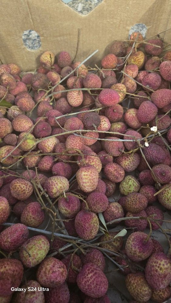 Lychee On Sale Tree Also Available