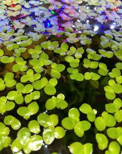 Duckweed  🦆