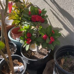 Corona De Cristo En Maceta De Cinco Galones La Flor Jumbo
