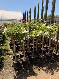 Rose trees 5 gal white icebergs