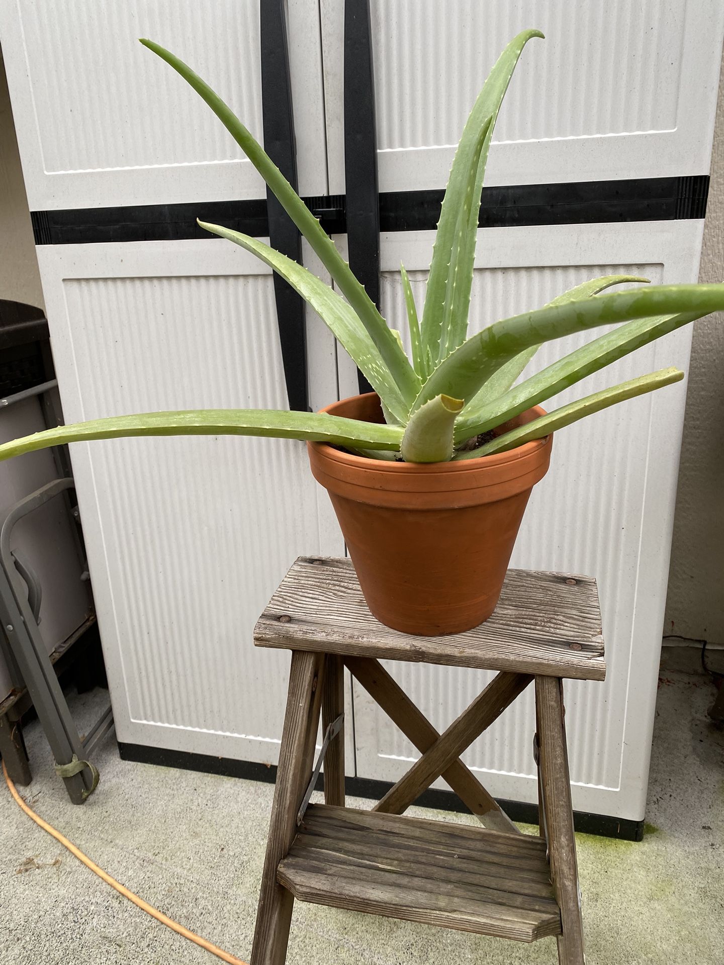 INDOOR For Winter-Aloe Vera Plant In 9” Terra Cotta Pot