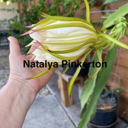 50" Organic Homegrown DRAGON FRUIT PITAYA Houseplant Plant Garden Tree 