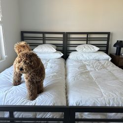 Crate & Barrel Twin Beds (2)