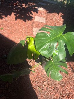 18 inch monstera plant