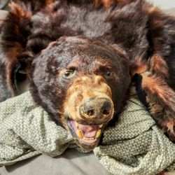 Authentic Bear Skin Rug W/ Paws And Head 