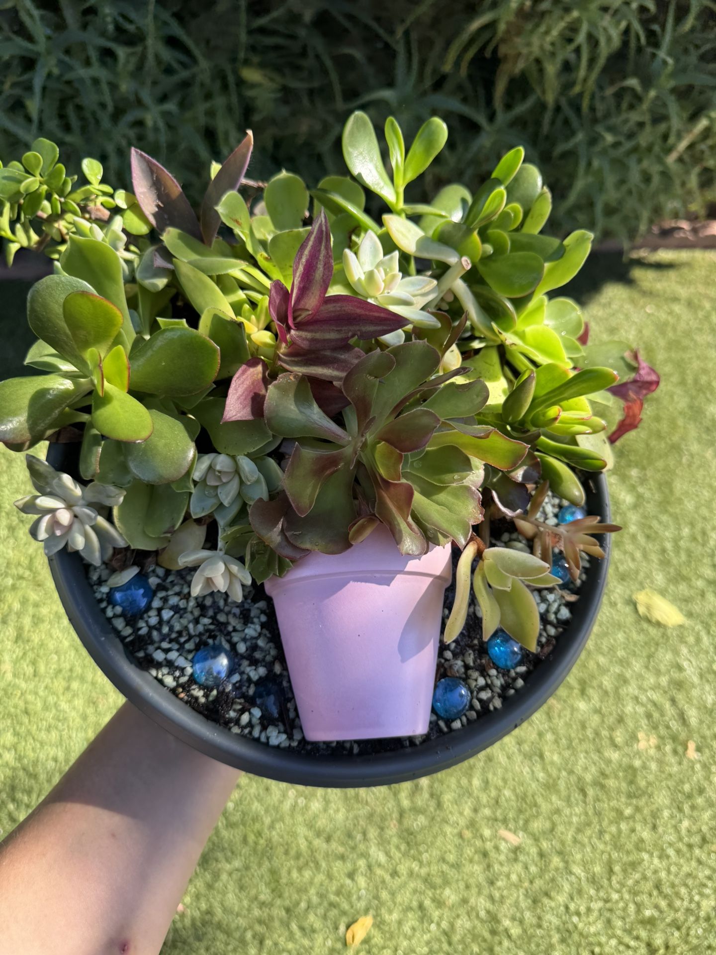 Very Beautiful Succulent Arrangement