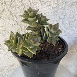 1.5 Gallon Pot Succulent Plant - Crassula Lactea Aiton - Krysna Crassula - Rooted & Established - Drought Resistant - 🪴 