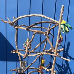 Parrot Perch Tree…. African Grey - Amazon Hangout Spout ! Great  Socializer👍🏼