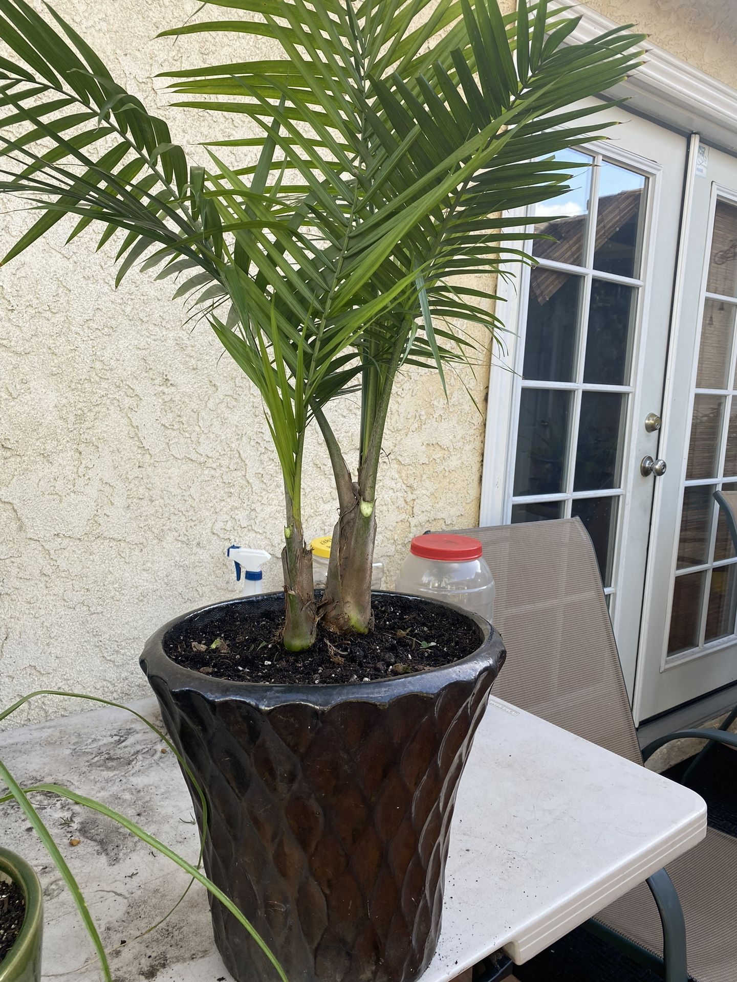 Ceramic Pot Beautiful Majestic Palm $42 each