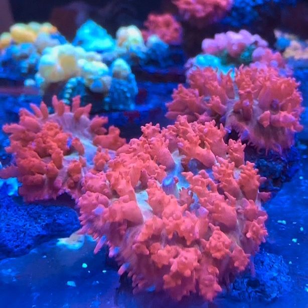 Flamethrower Bounce Mushrooms