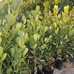 clusias podocarpus  Only  instant privacy  Hedge  for fences 