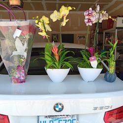 New Gorgeous Plants!!!