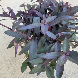Purple Heart Plant