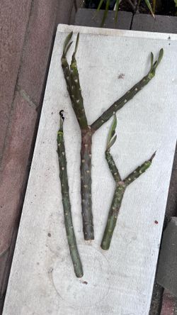 Free pink plumeria cuttings