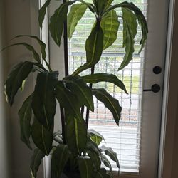 fake plant 