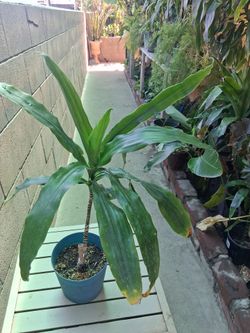 Dracaena  small plant