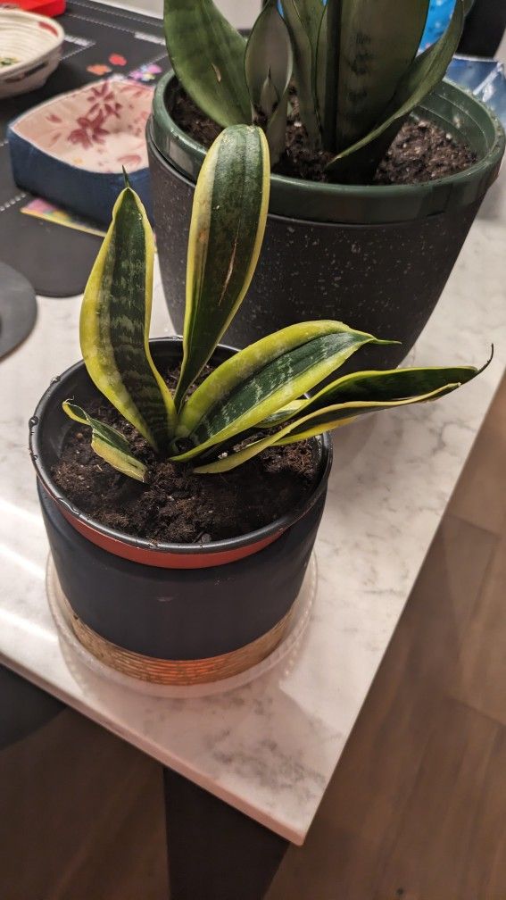 Snake Plant 