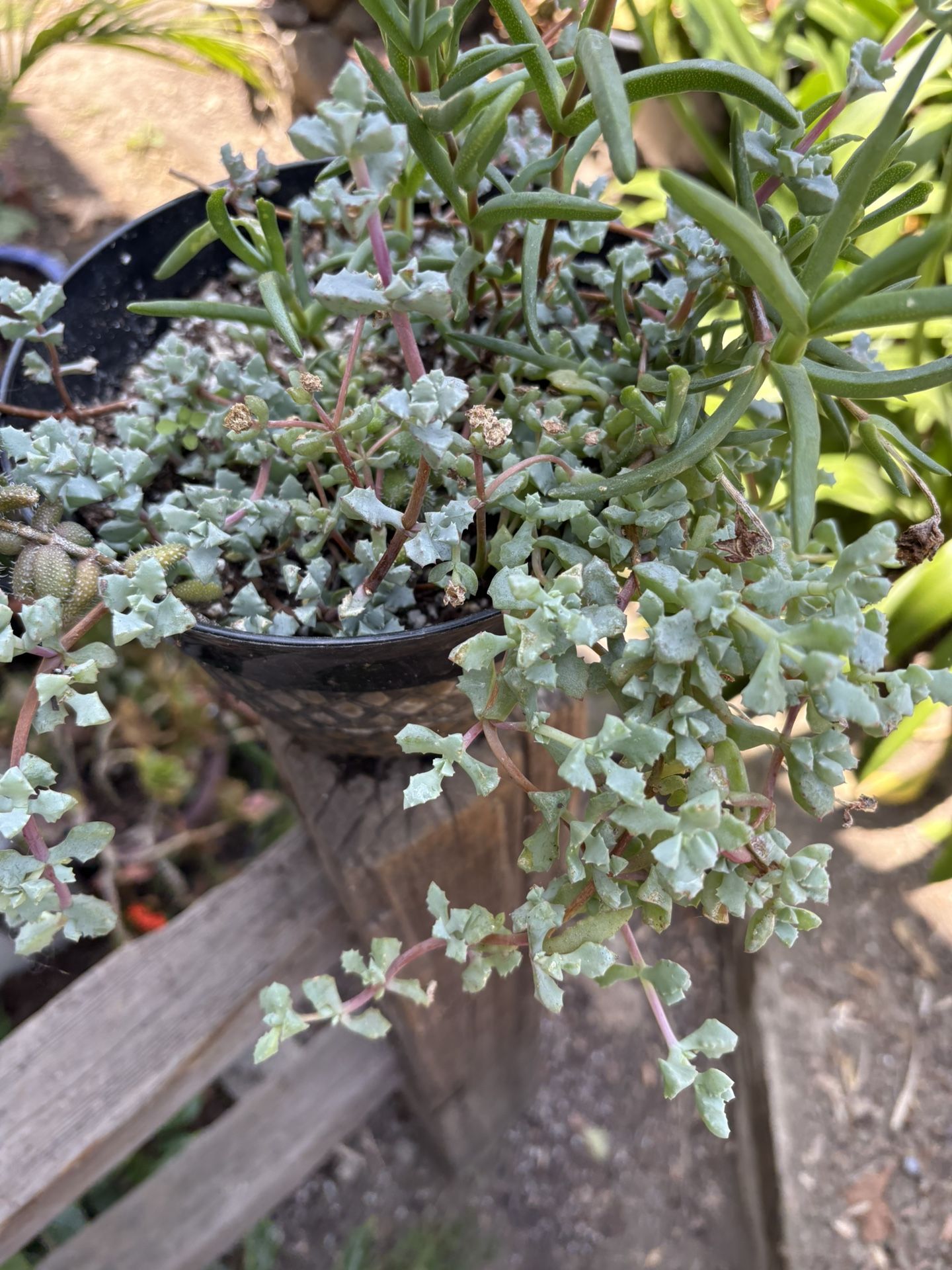 Different succulents