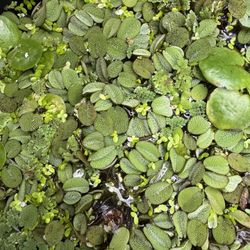 Mix Of Floating Plants 