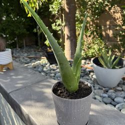 Aloe Vera Plants Different Sizes Available