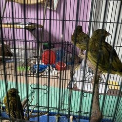 Young Signing Canary 