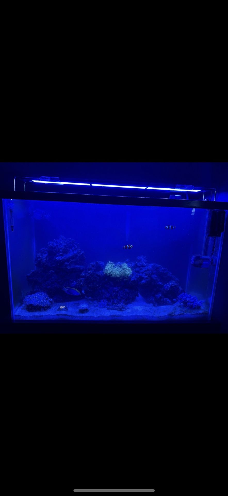 30 Gallon Reef Tank with Stand