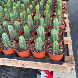 San Pedro 