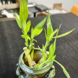 LUCKY BAMBOO PLANT WITH CERAMIC POT