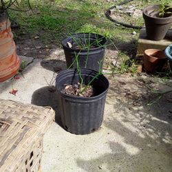 Pencil Cactus
