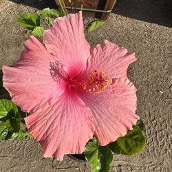 Hibiscus Bush