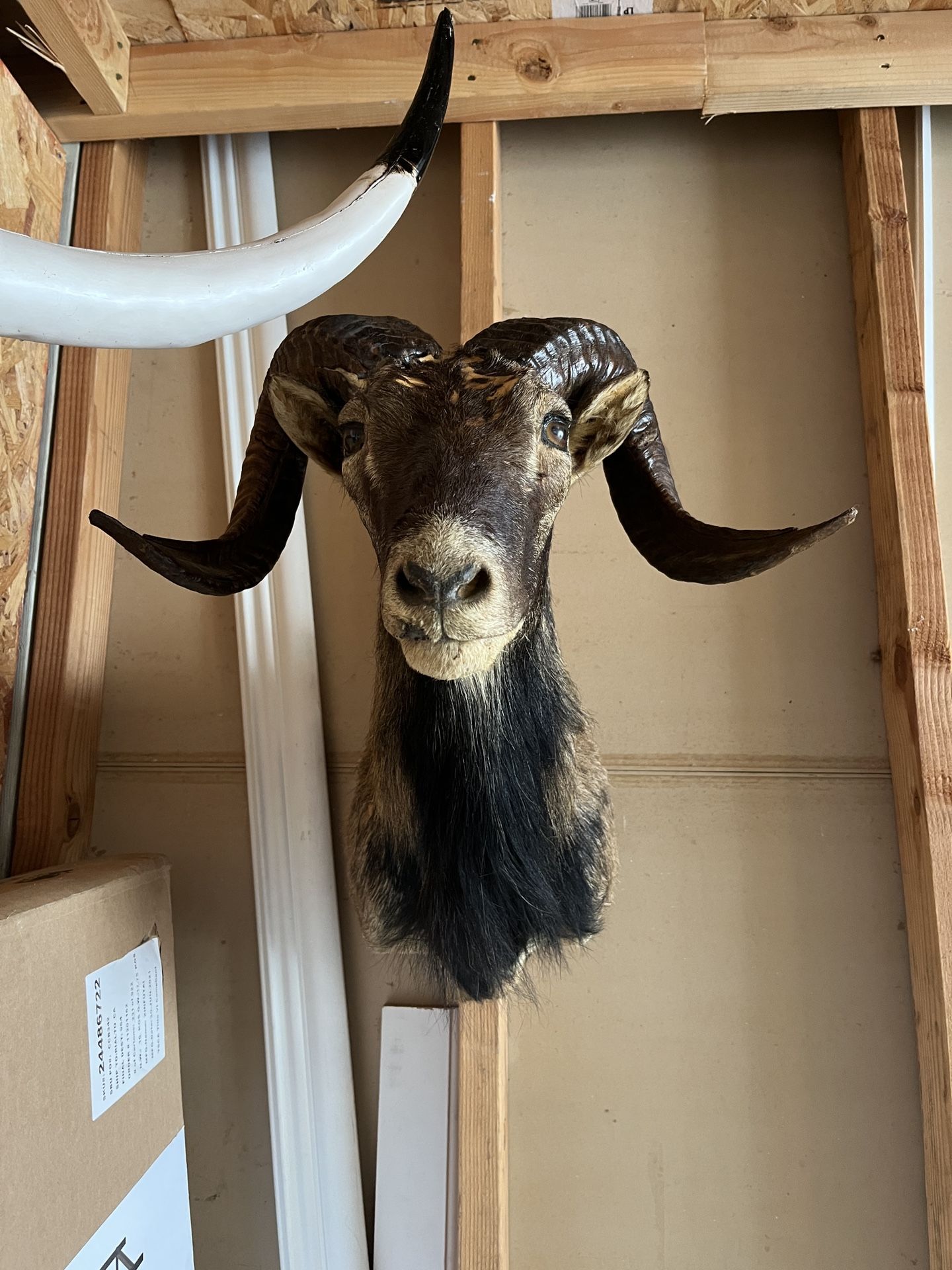 Mounted Ram Head (Taxidermy)