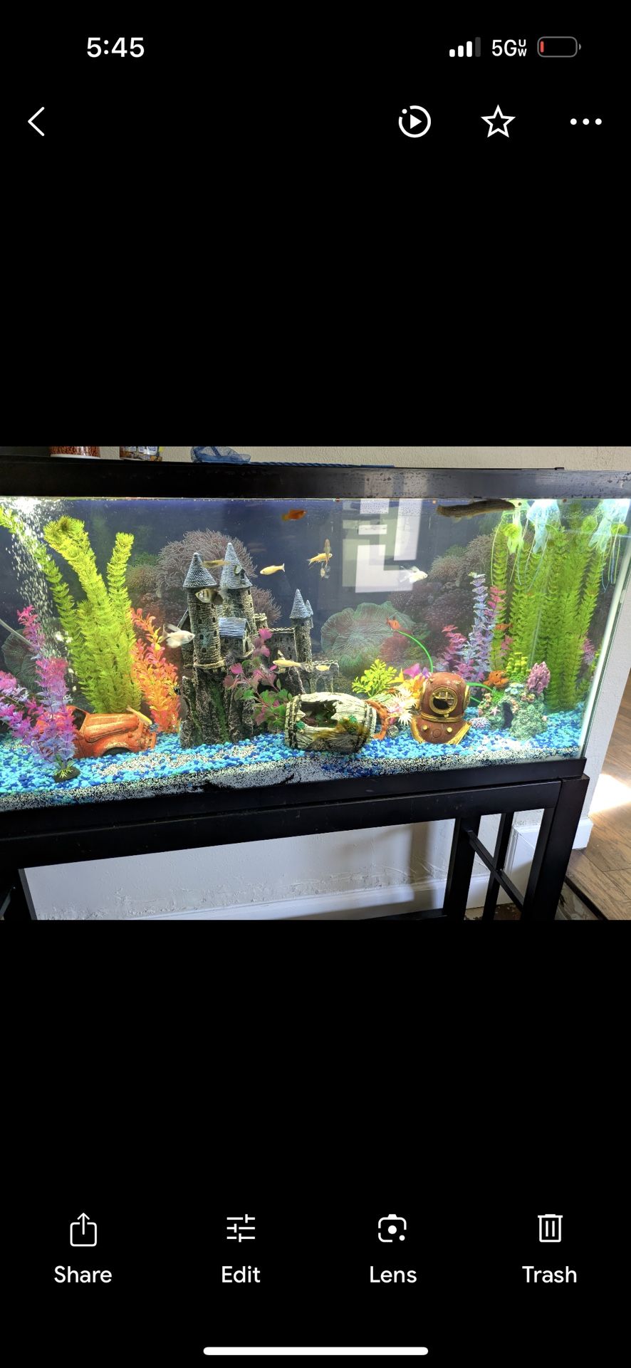 55 Gallon Aquarium