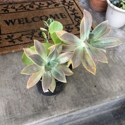 Succulents 