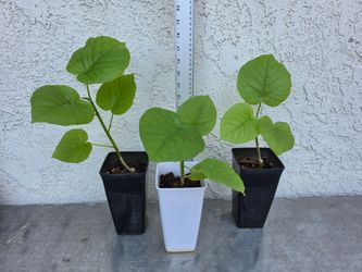 Ficus Umbellata Plants