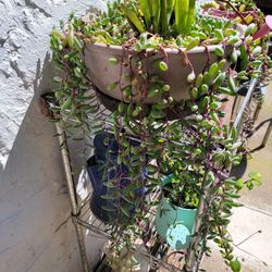 Othonna Capensis 'Ruby Necklace'