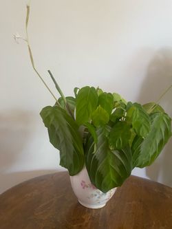 Maranta Leuconeura ‘Silver Band’
