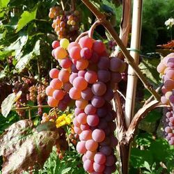 Grapes plant