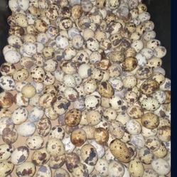 quails Eggs And Quails
