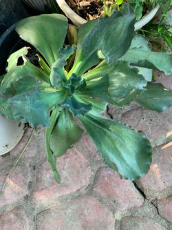 Large succulent plant. In 3 gallon pot. 12 in diameters