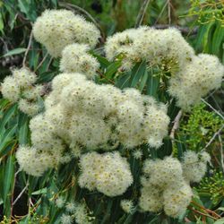 LIVE PLANT 3ft Eucalyptus Corymbia Intermedia - Pink bloodwood