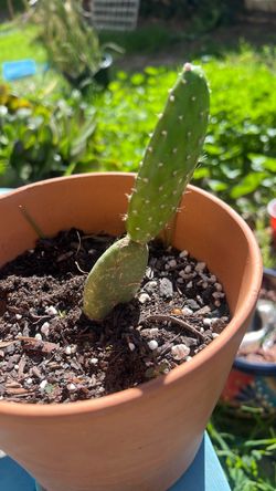 Prickly Pear Cactus