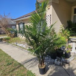 Majesty Palm 3gallons pot live plants