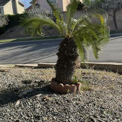 Sago Palm