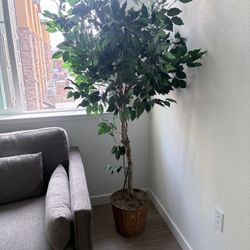 Ficus Tree 7 Ft 