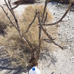 Yard  Art . Extra Large  Choa Cactus Cactus Dried Out Without Thorns.