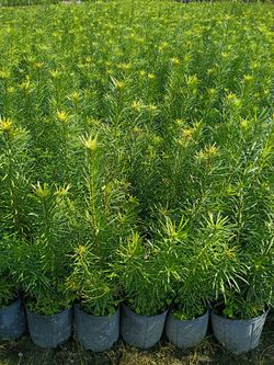 Podocarpus Only $7.50 Minimum Qty 50 Or More Instant Privacy Hedge For Fence