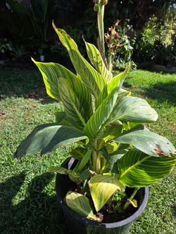 Cannaly Lilly Plant