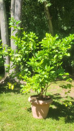 Lemon 🍋 tree 🌳
