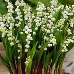 Outdoor Flowers - LILY OF THE VALLEY 