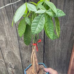 Bonsai Money Tree Very Healthy $35